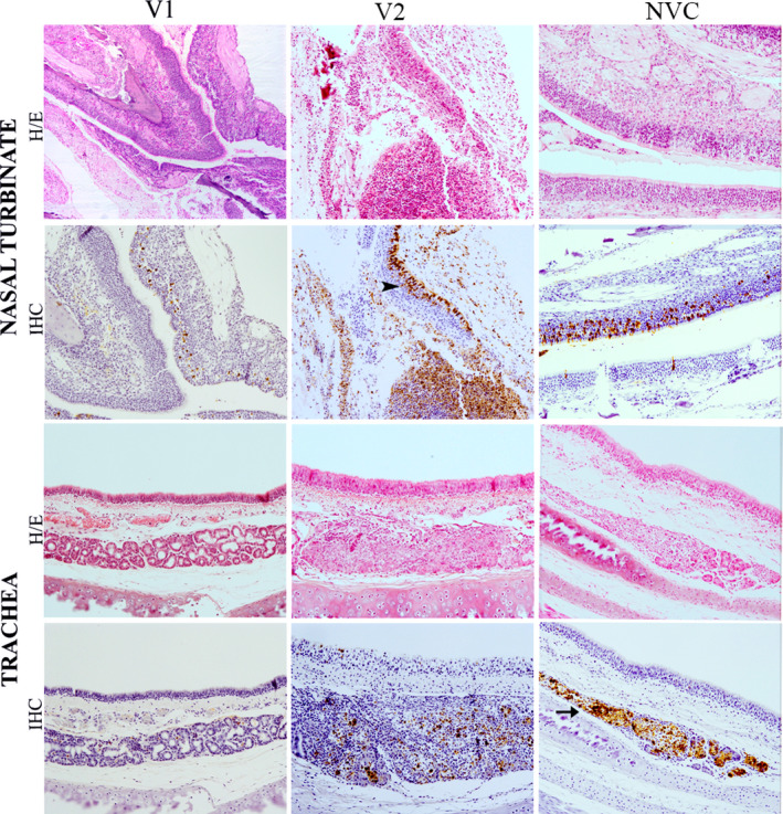 FIGURE 3