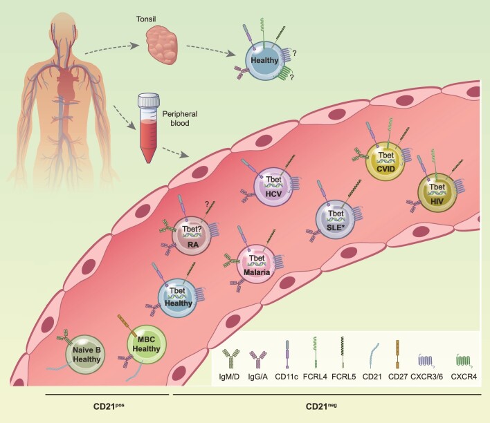 Graphical Abstract