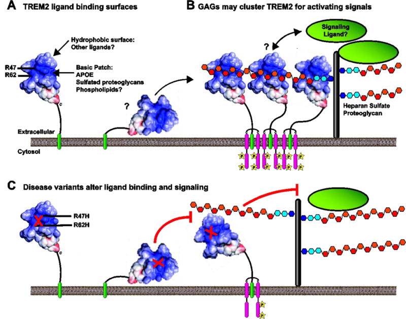 TREM2-ligand interactions in health and disease - PMC