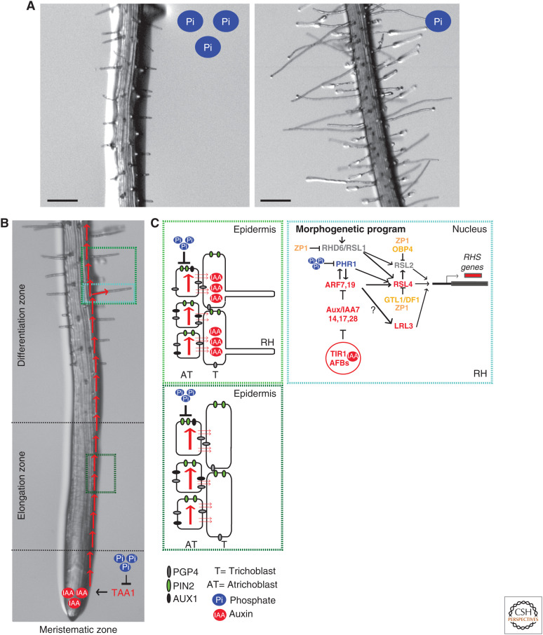 Figure 2.