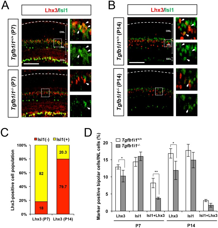 Figure 5—figure supplement 1.