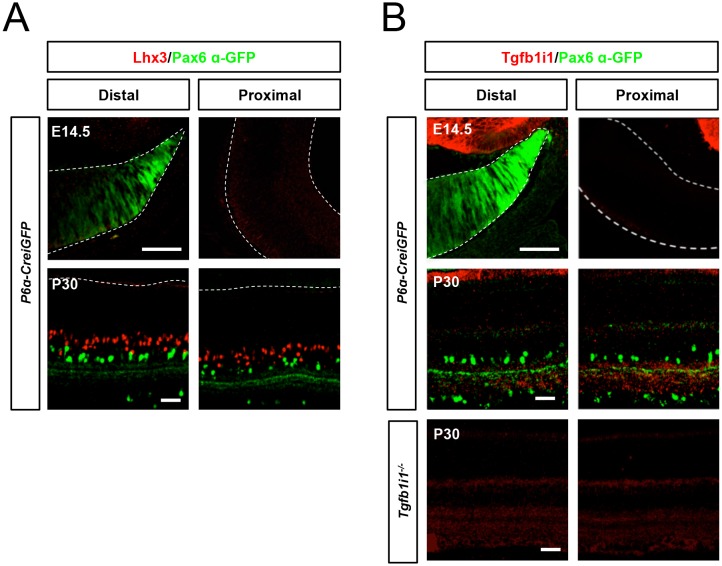 Figure 1—figure supplement 1.