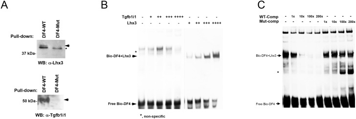 Figure 1—figure supplement 2.