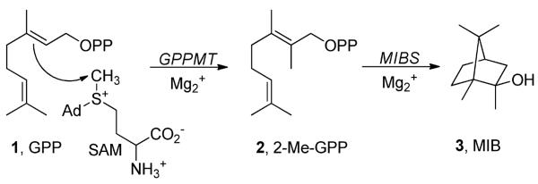 Scheme 1