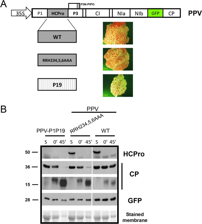 FIG 5