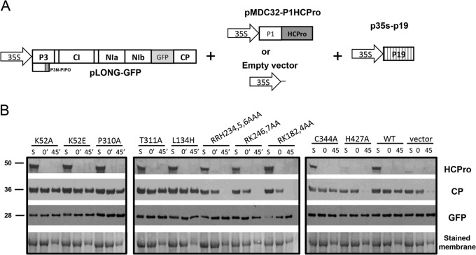 FIG 4