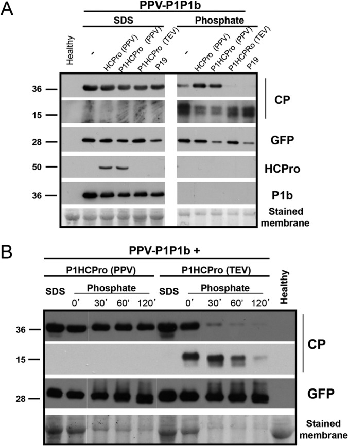 FIG 2