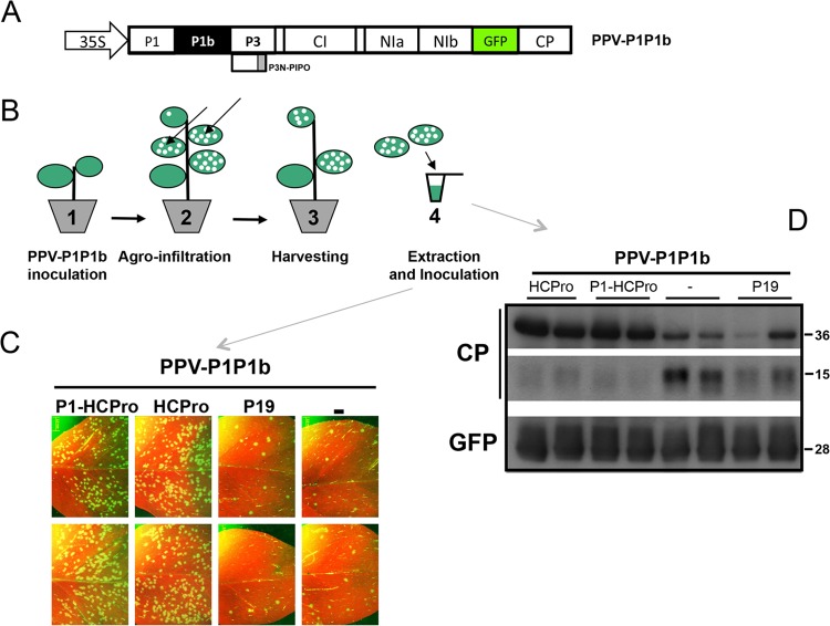 FIG 1