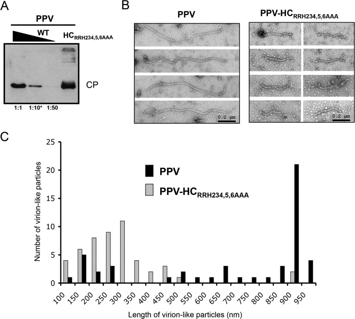 FIG 6