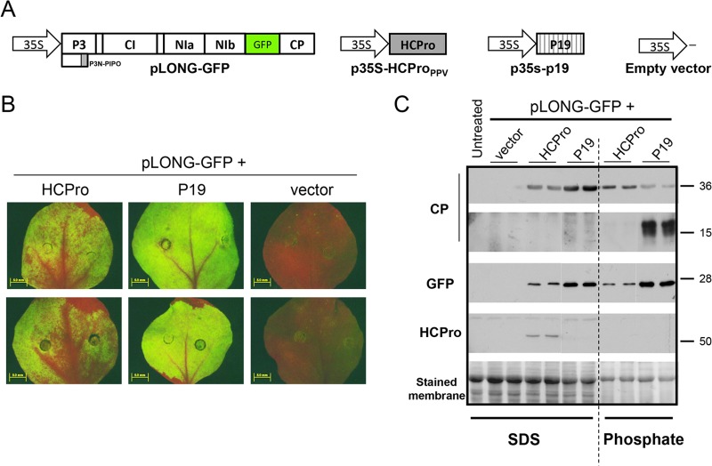 FIG 3