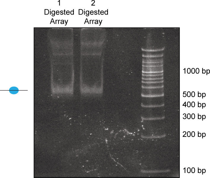 Figure 1—figure supplement 1.