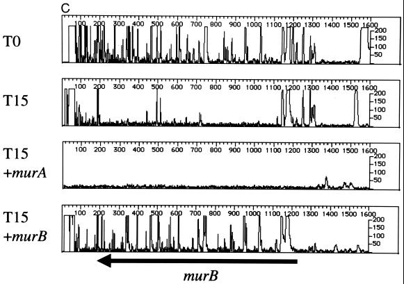 FIG. 5