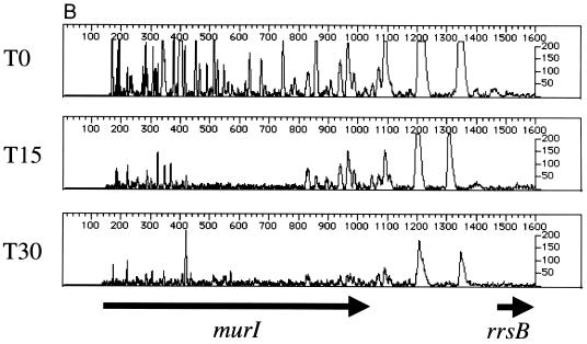 FIG. 5