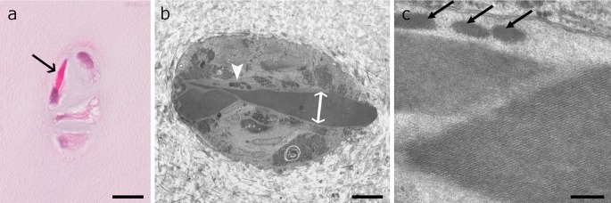 Fig. 2