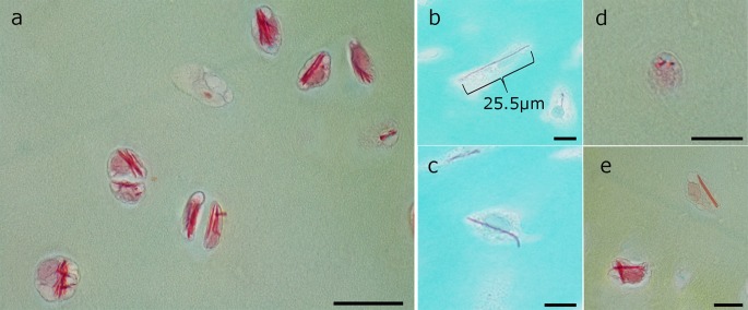 Fig. 6