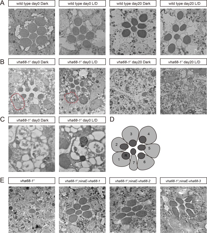 FIGURE 4: