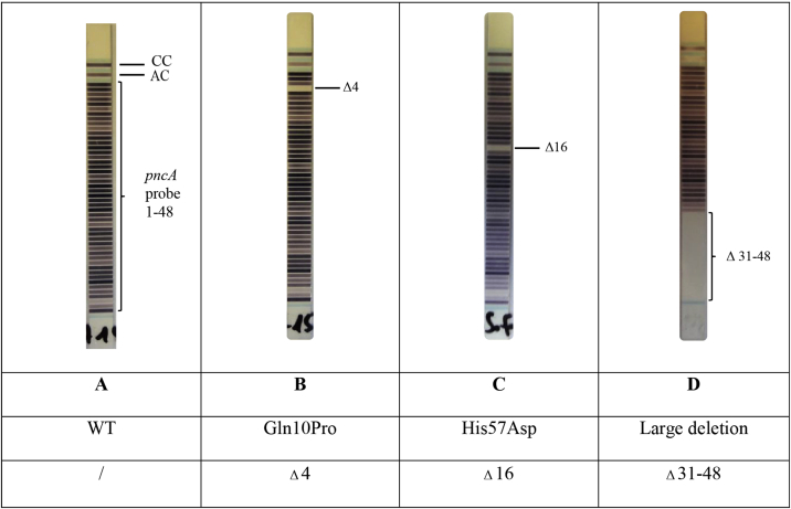 graphic file with name figs2.jpg