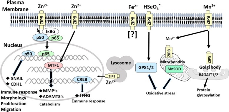 Fig. 2