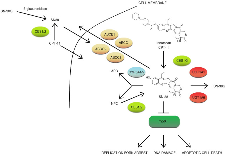 Figure 5