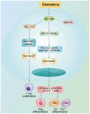 Figure 3. mTOR enhances glucose uptake and glycolysis in CD4 + T cells by increasing GLUT1 expression and regulating the IRS1 / PI3K / AKT pathway. This promotes glycogen synthesis, T cell proliferati...