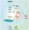 Figure 4. As an mTOR inhibitor, AMPK suppresses mTOR activity via metformin, reducing glycolysis and promoting Treg generation whilst suppressing Th1 / Th17 differentiation. AMPK also upregulates CPT1...