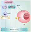 Figure 1. Acute myeloid leukemia tumor microenvironment is characterized by high lactic acid levels, which create an acidic milieu that impairs T cell function. Lactic acid inhibits perforin and granz...
