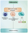 Figure 2. Adenosine binds to receptors on Teff, Treg, and APCs, suppressing Teff activation, proliferation and cytokine secretion whilst enhancing Treg–mediated immunoregulation. This signaling pathwa...