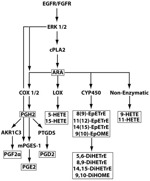 Fig.1