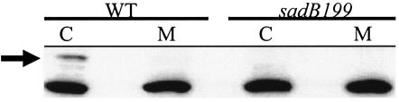 FIG. 5.