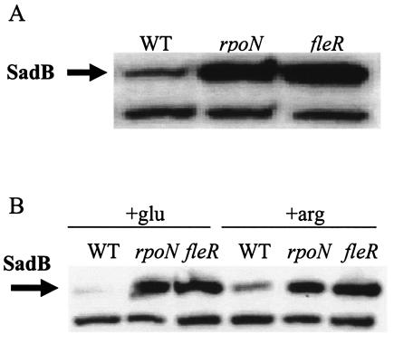 FIG. 4.