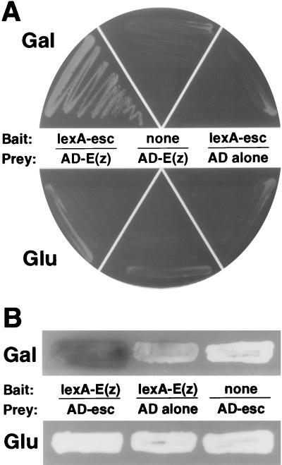 FIG. 1