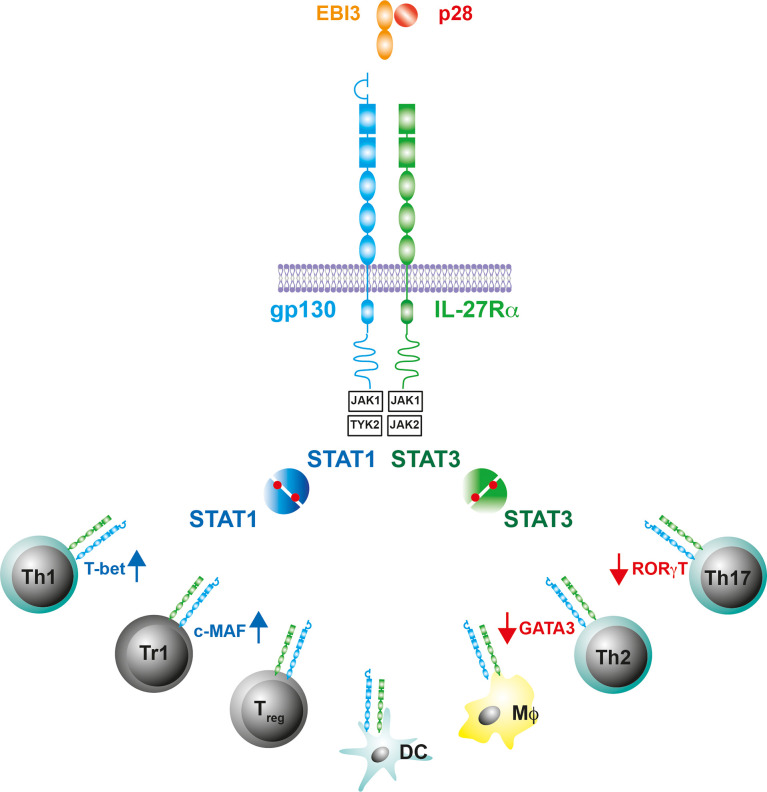 Figure 1