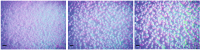 Fig. 7