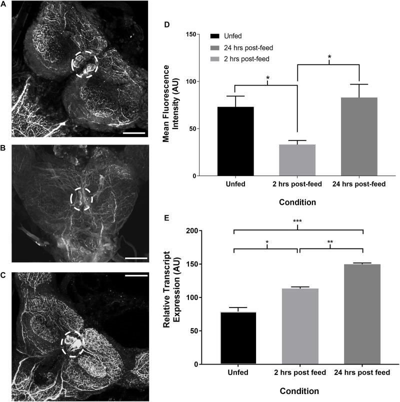 FIGURE 3