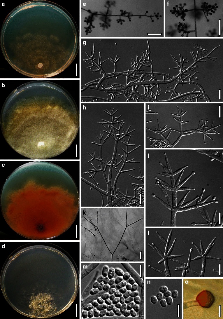 Fig. 60