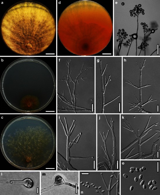 Fig. 62