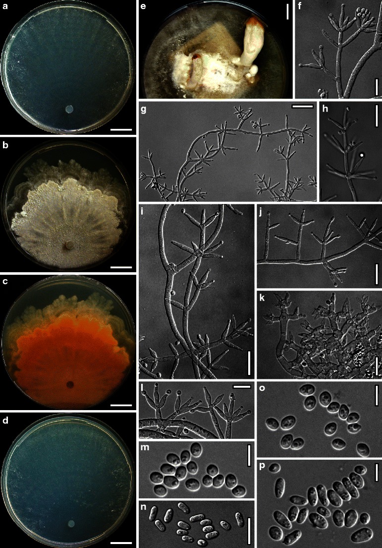 Fig. 31