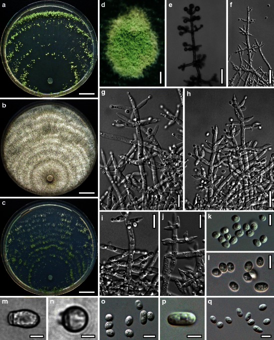 Fig. 36