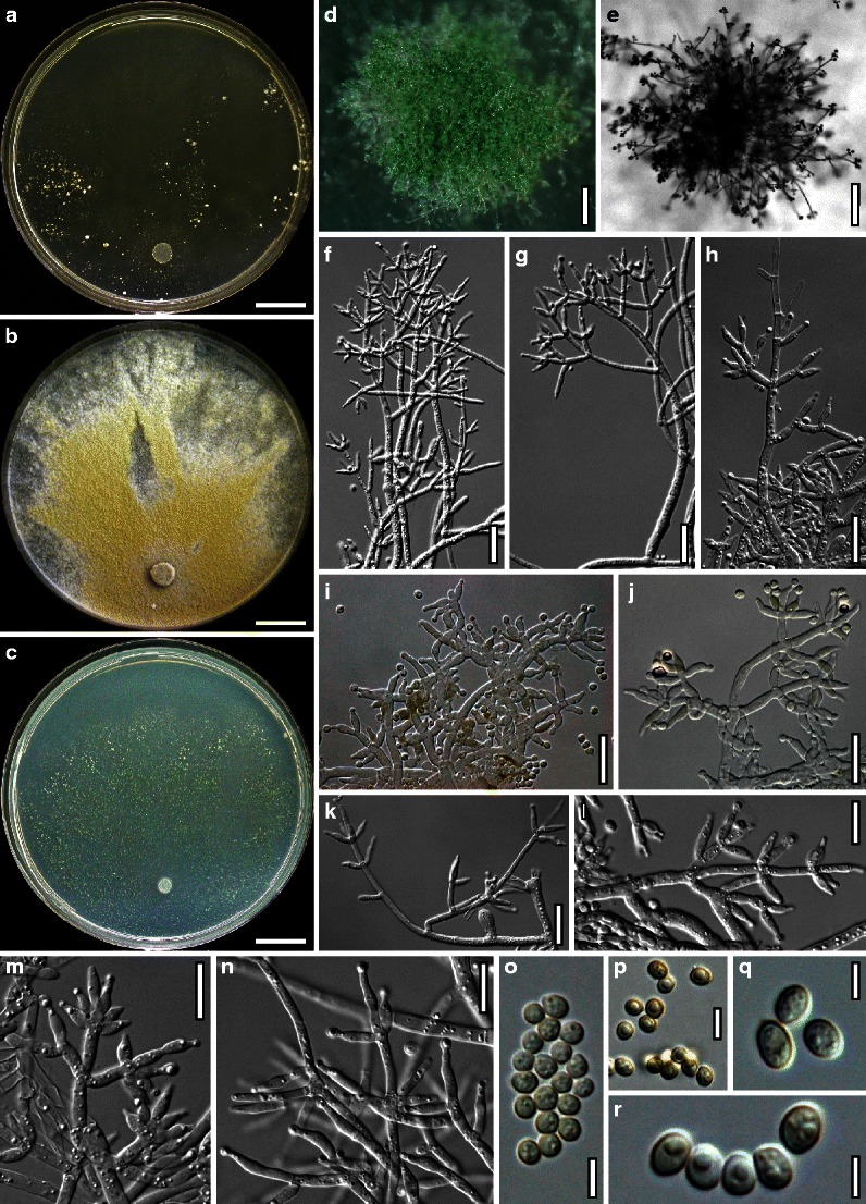 Fig. 25