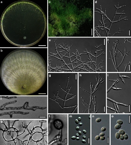 Fig. 23