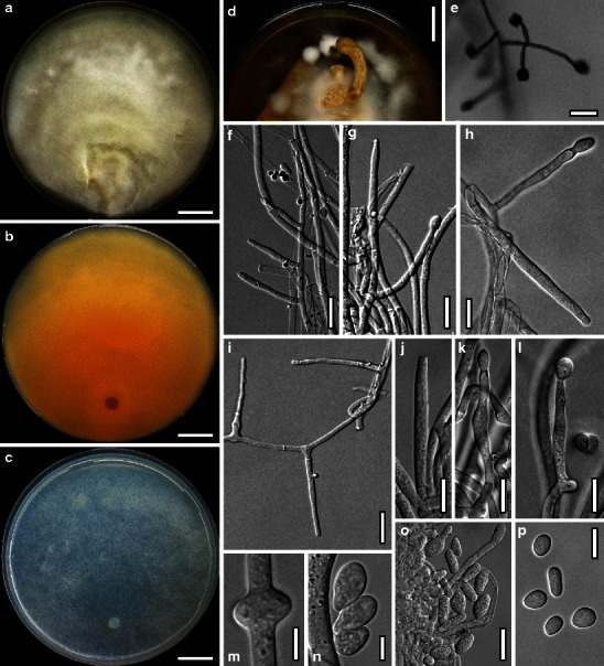 Fig. 33