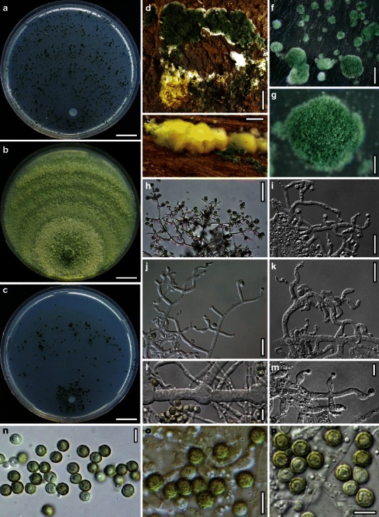 Fig. 19