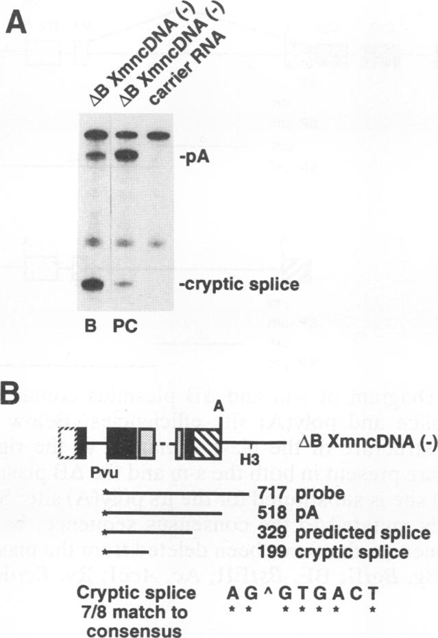 graphic file with name molcellb00001-0107-a.jpg