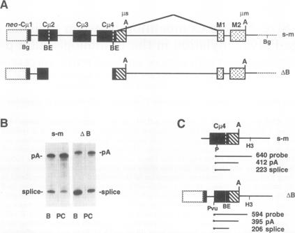 graphic file with name molcellb00001-0104-a.jpg