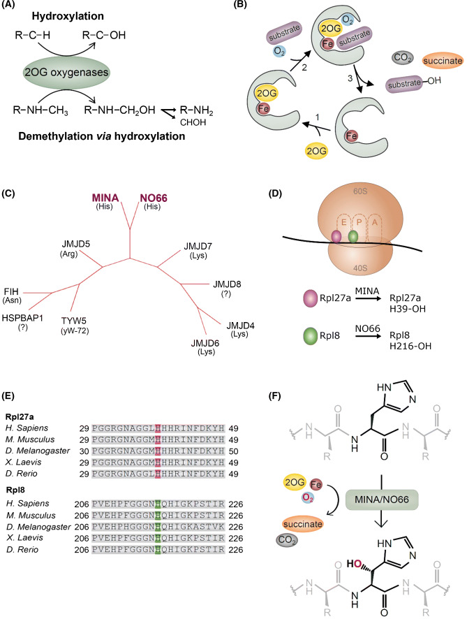 Fig. 1