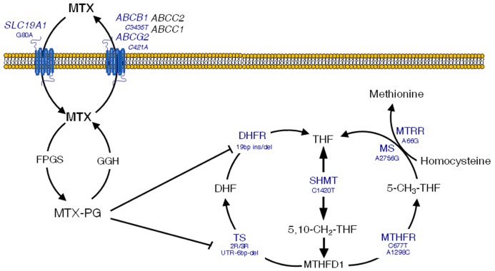 FIGURE 2