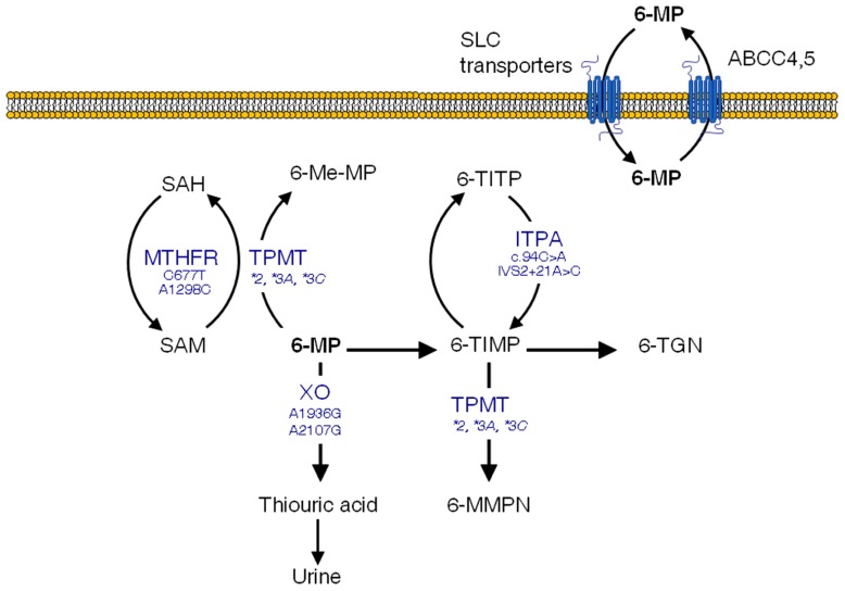 FIGURE 1