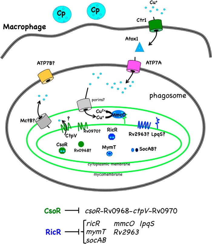 FIGURE 1.