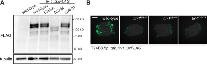 Figure 1—figure supplement 1.