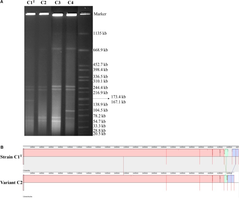 FIGURE 5